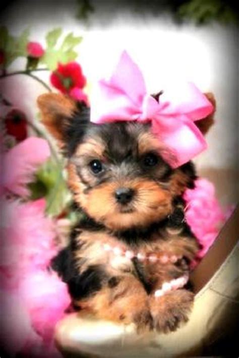 We pride ourselves in finding each puppy the perfect forever home match. Teacup Yorkie, Teacup Yorkies, Yorkies for Sale, Micro ...