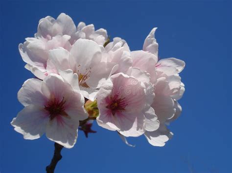Cherry Blossoms On Blue Sky Stock Photo Image Of Blue Close 61274962