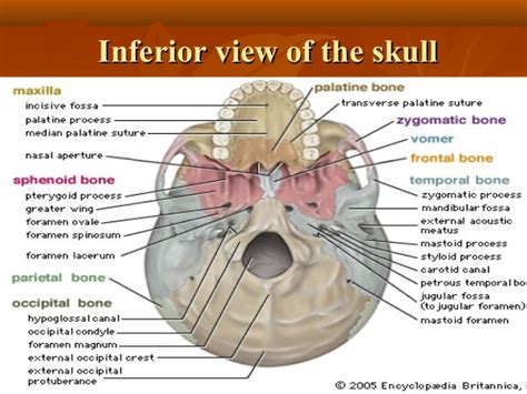 It supports the structures of the face and provides a protective cavity for the brain. The forman Anatomy