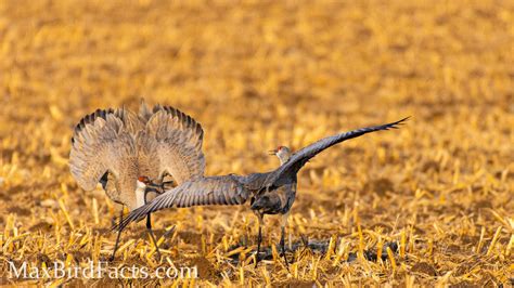 Do Sandhill Cranes Mate For Life The Strength Of Love Welcome To