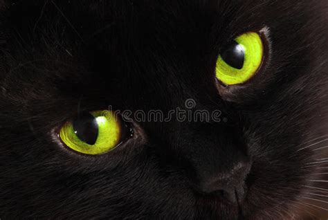Black Cat Looks At You With Bright Green Eyes Stock Photo Image Of