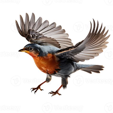 Beautiful Robin Bird On Transparent Background Ai Generated 27146054 Png