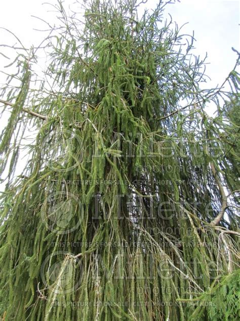 We did not find results for: Picea Viminalis (Norway spruce conifer)