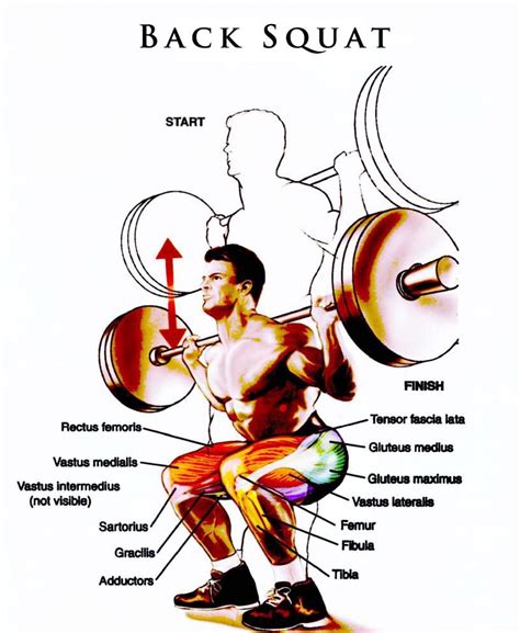 Squat Muscle Groups Natural Bodybuilding Bodybuilding Diet