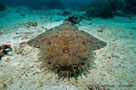 I would highly recommend this service. Tasselled wobbegong (Eucrossorhinus dasypogon) a species ...