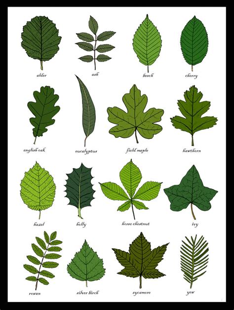 Leaves Identification Print Wall Art Chart Botanical Leaf Art Print