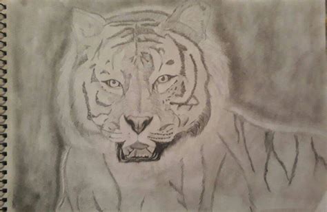 Tigre realista dibujo a lápiz DibujArte Amino