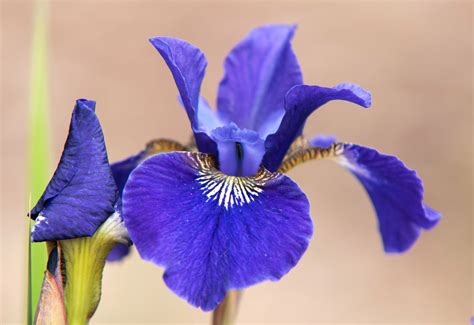 How To Grow And Care For Siberian Iris