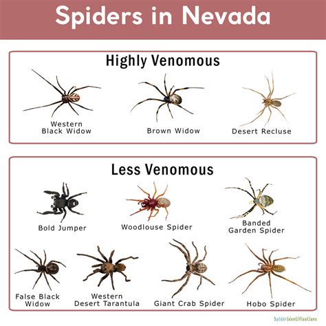 Poisonous Spiders Identification Chart