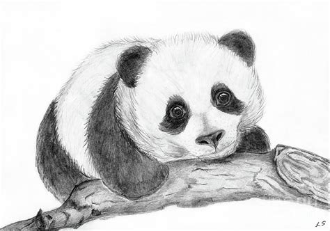 Panda Drawing Pencil Sketch Colorful Realistic Art Images Drawing