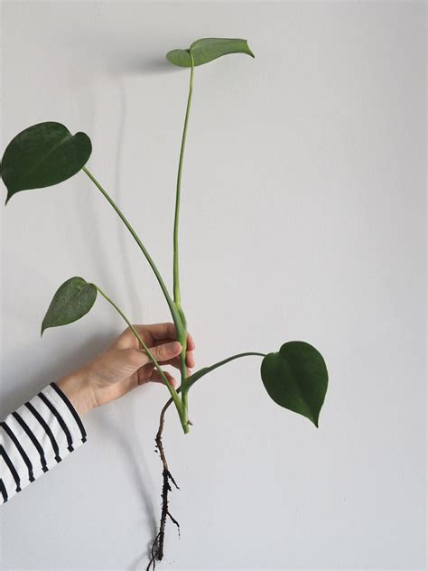 A Guide To Propagating A Monstera Plant