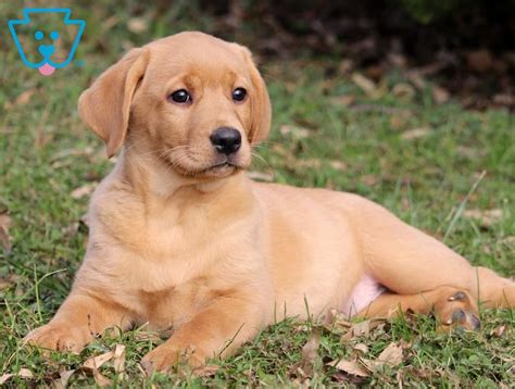 Please contact us if you would like to be added to our waiting list. Candy | Labrador Retriever - Fox Red Puppy For Sale ...