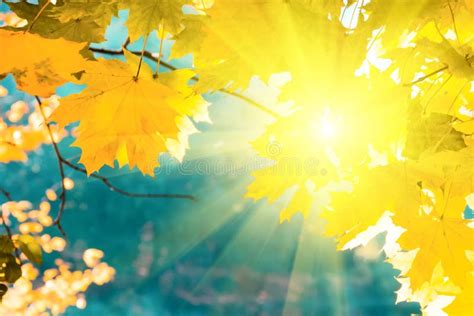 Sunlight From Maple Foliage In Sunny Day Autumn Background Stock Image