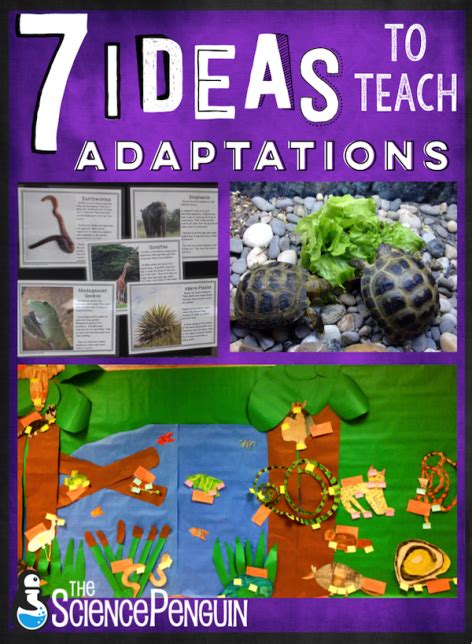 7 Ideas To Teach Your Students About Adaptations Projects Free Cards