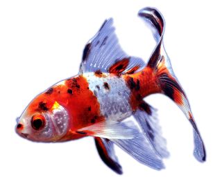 Shubunkins | Aquarium Fish Paradise – Adelaide SA