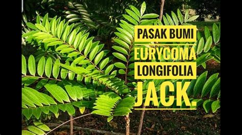 Pasak Bumi Atau Tongkat Ali Alias Eurycoma Longifolia Jack Tanaman Sumber Afrodisiak YouTube