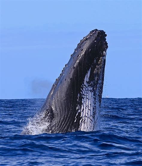 Humpback Whale Head Lunge Off Of The Na Pali Coast Kauai Na Pali Riders