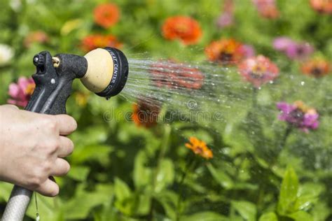 Watering Flower Garden Stock Image Image Of Appearance 32875255