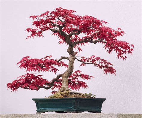 How To Grow And Care For Japanese Maple Bonsai 2022