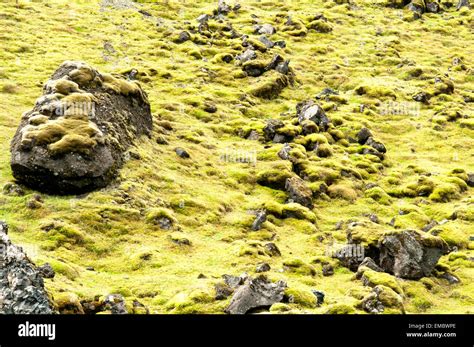 Lava Field Covered In Green Moss South Iceland Iceland Stock Photo