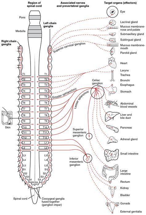 This diagram shows the spinal cord, and the connections from the spinal