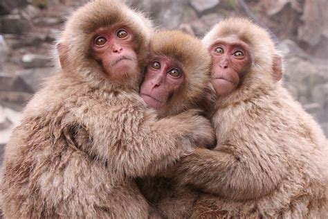 3 Hugging Snow Monkeys Nagano Japan Japanese Macaque Monkey