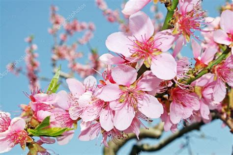 Pink Peach Flowers Bloom In Spring In The Italian Hills — Stock Photo