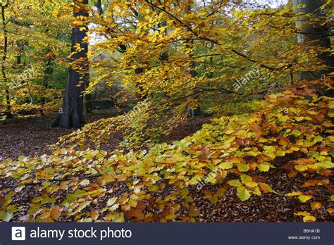 Beech Trees Fagus Sylvatica In Autumn Taken October Burnham Beeches