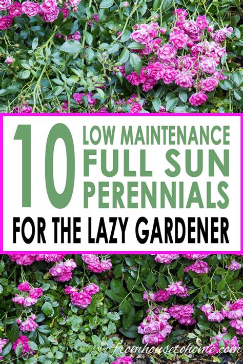 Full Sun Perennials 17 Low Maintenance Plants That Thrive In Sun