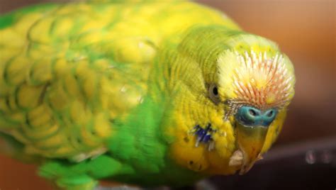 L anatomie et le plumage de la perruche ondulée Perruches et perroquets
