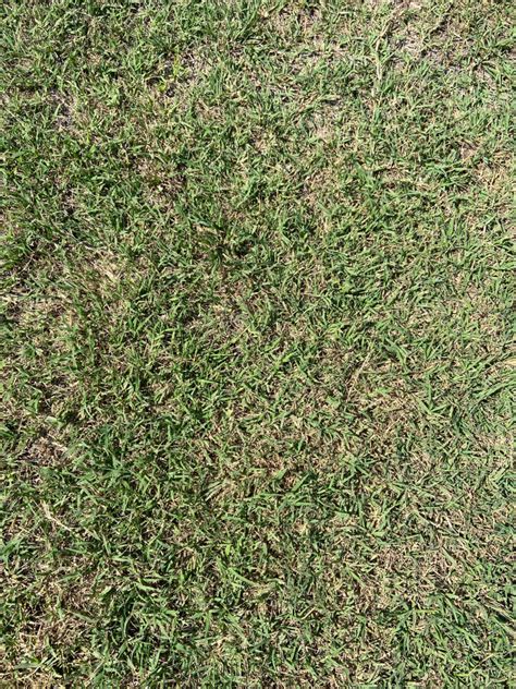Need Help Identifying Grass Type