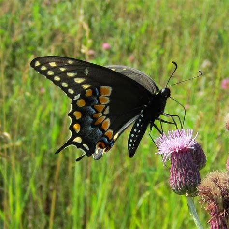 Swallowtail Butterflies Prairie Pollination
