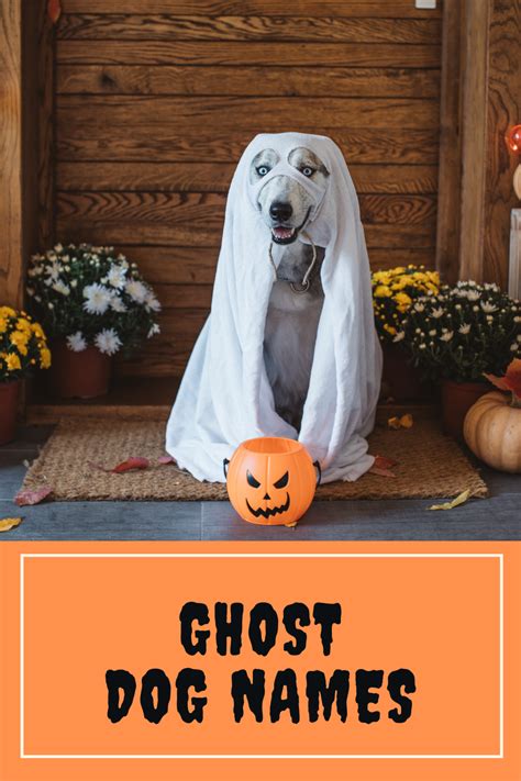 180 Halloween Dog Names A Monster List Of Names For Your Fur Baby 180