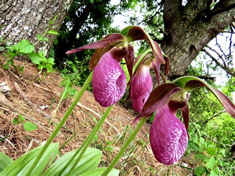 Endangered Lady Slippers Photograph By Maureen Rose Fine Art America