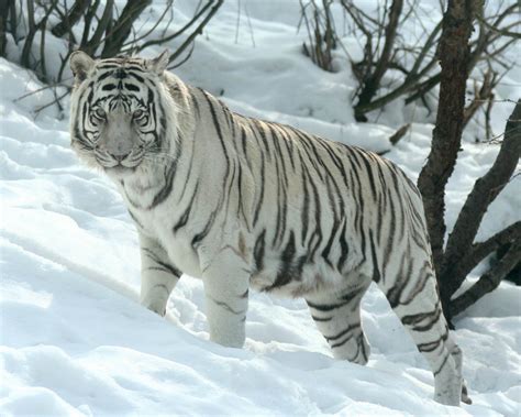White Siberian Tiger Cubs In Snow Amazing Wallpapers