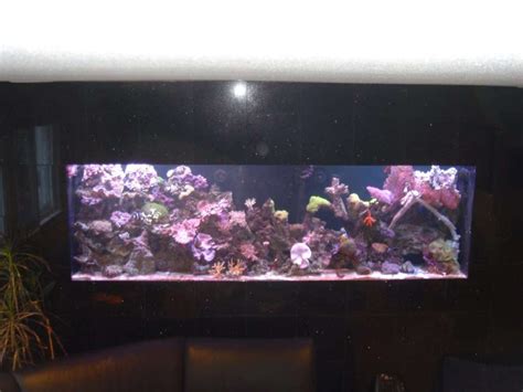 Photo 1 My 300 Gallon In Wall Salt Water Reef Tank Wall