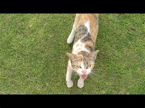 Thanks for visiting feral cat rescue. Rescue Disabled Cat Attacked By Feral Cat || Rescue Mother ...