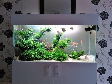 120cm Planted Tank With Angelfish Uk Aquatic Plant Society