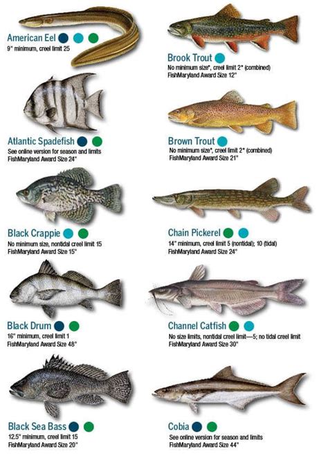 Freshwater Fish Pleco Identification Chart