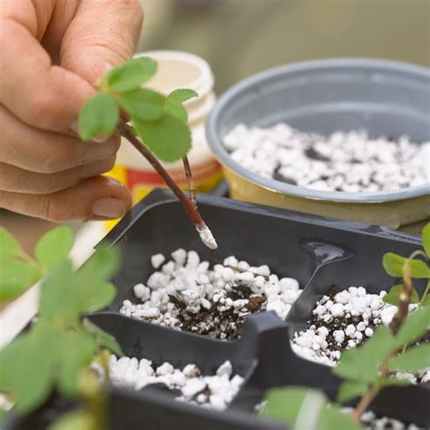 How To Start Stem Cuttings To Grow New Plants Better Homes And Gardens