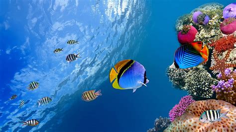 Hd Wallpaper Coral Reef Desktop Backgrounds Hd Sea Underwater