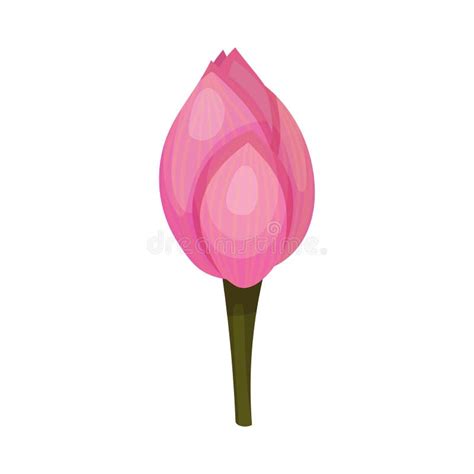 Closed Bud Of Lotus Flower With Pink Petals Isolated On White