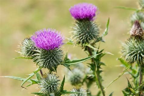 How To Get Rid Of Thistles In The Lawn