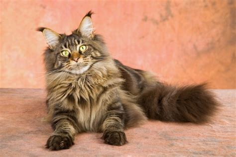 Get To Know The Maine Coon A Gentle Giant Bred By Nature Catster
