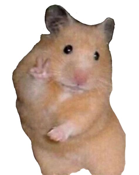 Hamster Meme Png Transparent Hamster Memes Clean 500 X 486 Png 196
