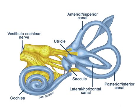 Inner Ear Vestibular System Thompsons Road Physiotherapy