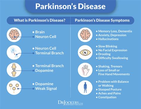 5 Parkinsons Disease Diagram Quizlet