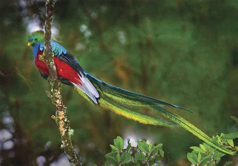 An Incredible Janson Photo Of The Elusive Quetzal Guatemalas National