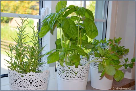 Indoor Herb Garden 5 Reasons You Should Be Growing Herbs Indoors
