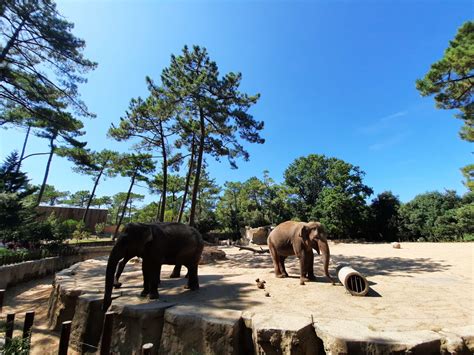 Visite En Famille Du Zoo De La Palmyre Aux Mathes